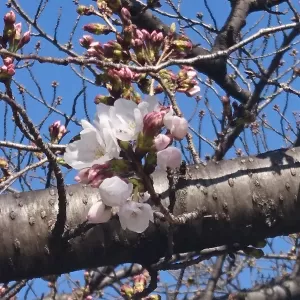 桜咲くのサムネイル